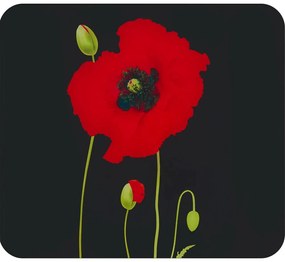 Płyta ochronna na ścianę za kuchenką ze szkła hartowanego 50x56 cm Poppy – Maximex