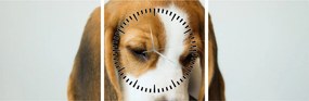 Obraz Beagle (z zegarem) (90x30 cm)