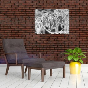 Obraz - Zmarznięte liście, czarno - biały (70x50 cm)