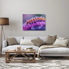 Obraz na szkle - Caterpillar (70x50 cm)