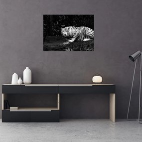Obraz - Tygrys albinos, czarno - biały (70x50 cm)