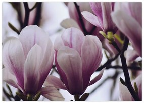 Obraz na szkle - Magnolia (70x50 cm)