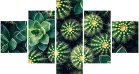Obraz - Kaktusy (125x70 cm)