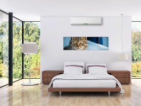 Obraz - Kot domowy (170x50 cm)