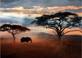 Obraz - Park Narodowy Serengeti, Tanzania, Afryka (70x50 cm)