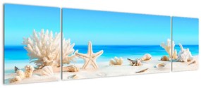 Obraz - Martwa natura z muszelkami (170x50 cm)