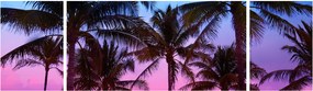 Obraz - Palmy w Miami (170x50 cm)