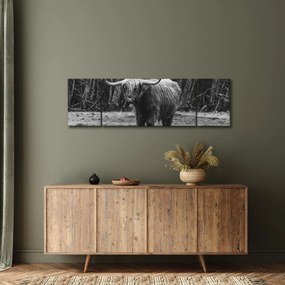 Obraz - Szkocka krowa (170x50 cm)