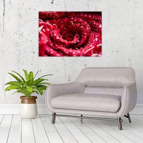 Obraz na szkle - czerwony kwiat róży (70x50 cm)