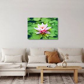 Obraz na szkle lilii wodnej na powierzchni (70x50 cm)