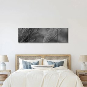 Obraz - Suszona trawa pampasowa (170x50 cm)