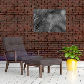 Obraz na szkle - Suszona trawa pampasowa (70x50 cm)