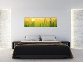 Obraz pola ze zbożem (170x50 cm)