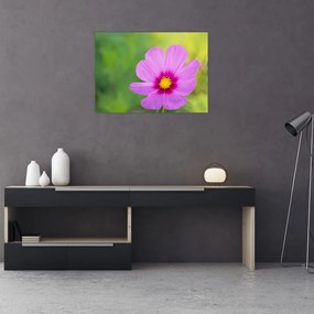Obraz - polny kwiat (70x50 cm)