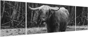 Obraz - Szkocka krowa (170x50 cm)