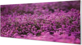 Panel Kuchenny Szklany Malownicze Wrzosowisko