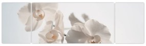 Obraz białej orchidei (170x50 cm)