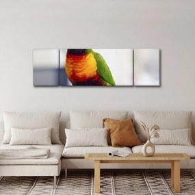 Obraz papugi (170x50 cm)