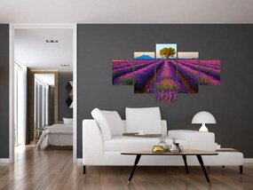 Obraz - Pole lawendy (125x70 cm)