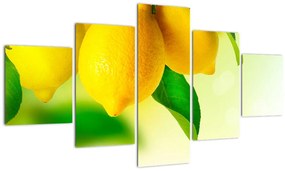 Obraz cytryn (125x70 cm)