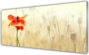 Panel Szklany Maki w Letnim Słońcu