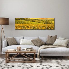 Obraz - Pole słoneczników (170x50 cm)