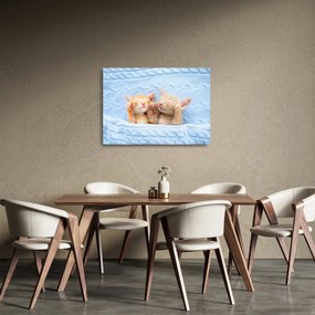 Obraz na szkle - Śpiące kocięta (70x50 cm)