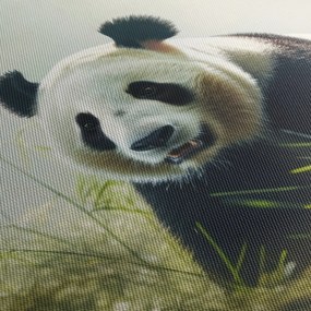 Obraz - Panda (70x50 cm)