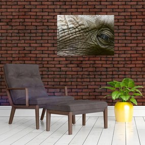 Obraz na szkle - Zbliżenie na stare oko słonia (70x50 cm)