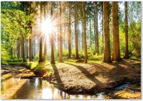 Foto obraz szkło hartowane Panorama las