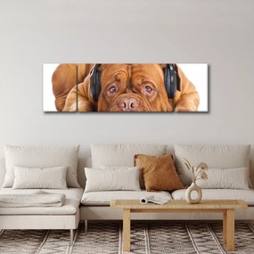Obraz psa ze słuchawkami (170x50 cm)