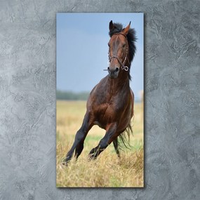 Obraz zdjęcie na scianę akrylowy pionowy Koń na polu