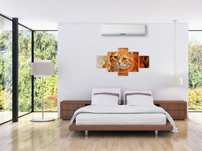Obraz leżącego kota (125x70 cm)