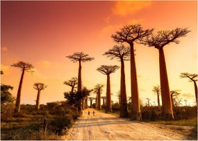 Obraz na szkle - Zachód słońca w Baobab Alley (70x50 cm)