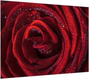 Obraz na szkle - Czerwona róża z kroplami rosy (70x50 cm)