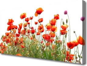 Zdjęcie na płótnie Maki w Porannym Słońcu