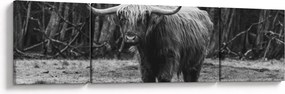 Obraz - Szkocka krowa (170x50 cm)