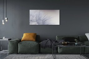 Duży obraz na płótnie Dmuchawce w Porannej Rosie