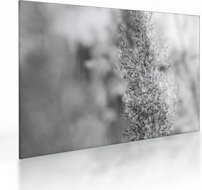 Obraz na szkle - Trawa pampasowa Boho (70x50 cm)
