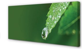 Duży obraz na płótnie Liść i Kropla Wody