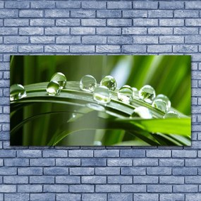 Zdjęcie na płótnie Krople Rosy na Źdźbłach