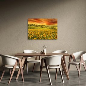 Obraz na szkle - Pole słoneczników (70x50 cm)