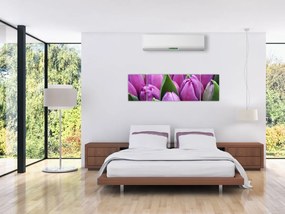 Obraz - kwiaty tulipanów (170x50 cm)