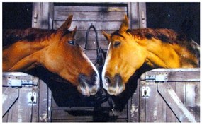 Wycieraczka Deco Star Koniki 40 cm x 60 cm