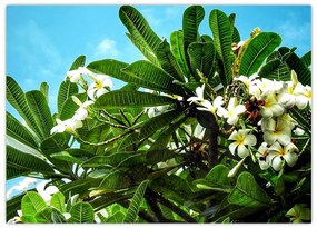 Obraz - Plumeria (70x50 cm)