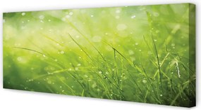 Obraz drukowany na płótnie Świeżość Rosy na Trawie
