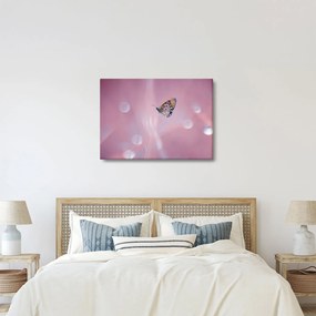 Obraz - Motyl (70x50 cm)
