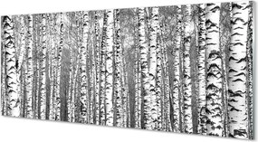 Szklany Panel Czarno-Biała Fotografia Drzew