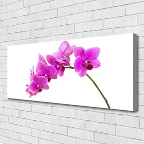 Obraz Canvas Storczyk Kwiat Orchidea