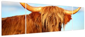 Obraz -Szkocka krowa (170x50 cm)